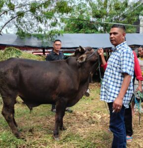 Sapi Bima yang ditawarkan oleh Adriansyah jelang Hari Raya Qurban Juni Mendatang